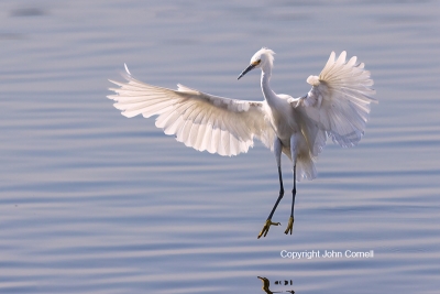 Egret;Egretta-thula;Flying-Bird;One;Photography;Snowy-Egret;action;active;aloft;